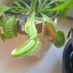 Dionaea muscipula List