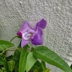 Vigna speciosa Flor