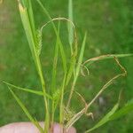 Setaria viridis Flower