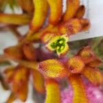 Anigozanthos flavidus Kwiat