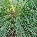 Scirpoides holoschoenus Folha