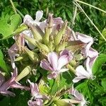 Saponaria officinalis Fleur