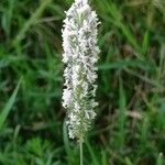 Phleum pratense 花