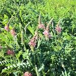 Onobrychis viciifolia Flors