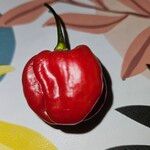 Capsicum chinense Фрукт