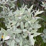 Salix lapponum Yaprak