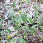 Clinopodium nepetaLeaf