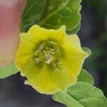 Physalis viscosa Blüte