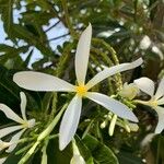 Plumeria obtusa Flower