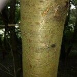 Crataegus harbisonii 树皮
