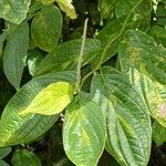 Piper hispidum Leaf