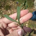 Lathyrus angulatus ഇല