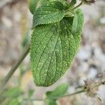 Stachys spectabilis Leaf