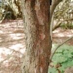 Rhododendron argyrophyllum Bark