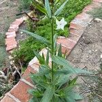 Nicotiana quadrivalvis Fulla