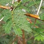 Vachellia seyal Folha