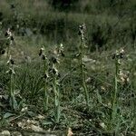 Ophrys × arachnitiformis Habitus