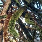 Araucaria araucana Blatt