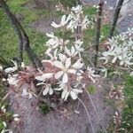 Amelanchier ovalis Medik. / AlpenmispelFlower