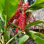 Cordyline australis Frukt