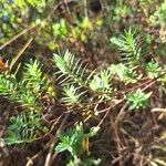 Hypericum revolutum Leaf