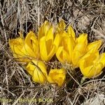 Sternbergia sicula अन्य