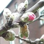 Prunus amygdalus Цветок