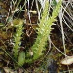 Selaginella selaginoides Hábitos