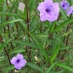 Ruellia ciliatiflora Лист