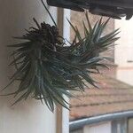 Tillandsia aeranthosLeaf