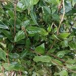 Abelia x grandiflora Leaf
