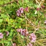 Origanum vulgareBlomma