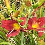 Hemerocallis minor Flors