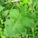 Lactuca biennis Foglia