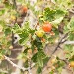 Ribes cereum Fruchs