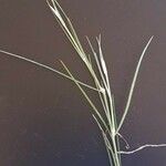 Gomphocarpus integer Leaf