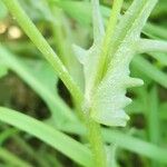 Senecio glaucus Bark