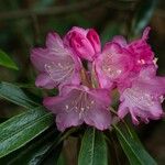 Rhododendron degronianum Blomma