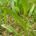 Dactylorhiza insularis Leaf