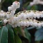 Pieris formosa Flower