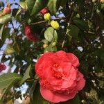 Camellia japonica फूल