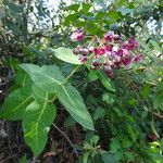 Asclepias cordifolia Habitat