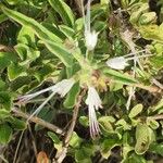 Ocimum filamentosum Flower