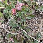 Potentilla heptaphylla पत्ता