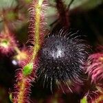 Miconia longicoma Fruct