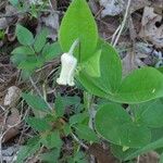 Clematis ochroleuca Alkat (teljes növény)