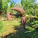 Pinus virginiana Fruit