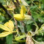 Piptanthus nepalensis Blomma