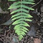 Thelypteris noveboracensis Blatt