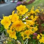 Streptosolen jamesonii Kvet